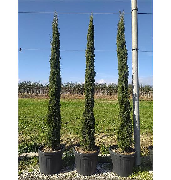 Cupressus semp. Pyramidalis C60 Lit. 300-350 cm