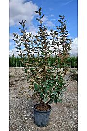 Elaeagnus Ebb. Compacta C10 Lit. 80-100 cm (ZEL)