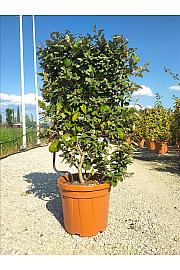 Elaeagnus Ebb. Compacta C30 Lit. 80-100 cm; Špalir