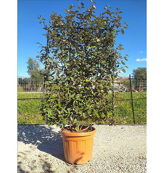 Elaeagnus Ebb. Compacta C45 Lit. 125-150 cm; Špalir (ZEL)