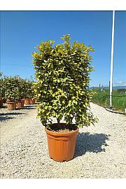 Elaeagnus Ebb. Maryline C30 Lit. 80-100 cm; Špalir (ZEL)