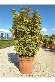 Elaeagnus Ebb. Vivileg (R) C30 Lit. 80-100 cm; Špalir (ZEL)