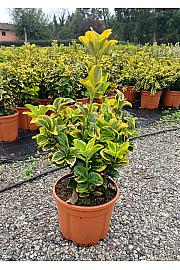Euonymus Jap. Aureomarginata C5 Lit. 40-60 cm (ZEL)