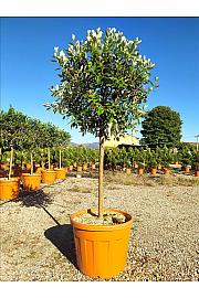 Feijoa Sellowiana C50 Lit. Na Steblu 100 cm; 12/14 cm; Krošnja 80/100 cm (ZEL)