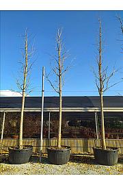 Ginkgo biloba C450 Lit. Na Steblu 200 cm; 35/40 cm
