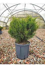 Juniperus Media Old Gold C10 Lit. 30-40 cm (ZEL)