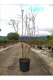 Koelreuteria paniculata C90 Lit. 250-300 cm; Večstebelni