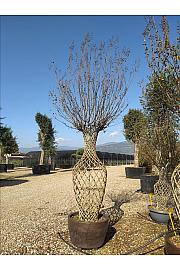 Lagerstroemia Indica In Cvs C165 Lit. 250-300 cm (ZEL)