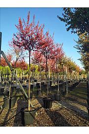 Lagerstroemia indica C90 Lit. Na Steblu 200 cm; 12/14 cm