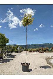 Ligustrum jap. Aureum C35 Lit. Na Steblu 200 cm; 8/10 cm