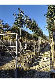 Ligustrum Japonicum  C30 Lit. Na Steblu 200 cm; 8/10 cm (ZEL)