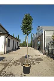 Ligustrum japonicum C35 Lit. Na Steblu 200 cm; 10/12 cm