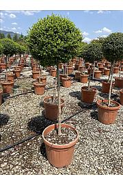 Ligustrum Jonandrum C35 Lit. Na Steblu 100 cm; Krošnja 40/60 cm (ZEL)