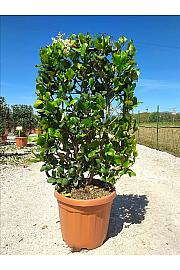 Ligustrum Texanum C30 Lit. 80-100 cm; Špalir