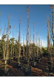 Liquidambar styraciflua Slender Silhouette C150 Lit. 400-450 cm