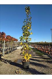 Liquidambar styraciflua Slender Silhouette C50 Lit. 300-350 cm