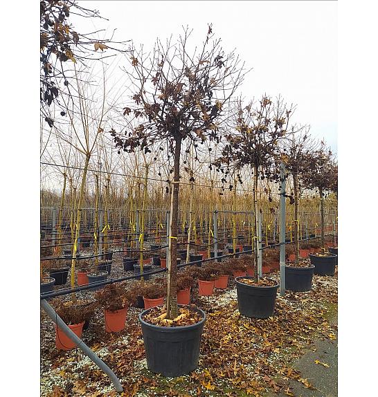 Liquidambar styraciflua Gum Ball C120 Lit. Na Steblu 200 cm; 16/18 cm