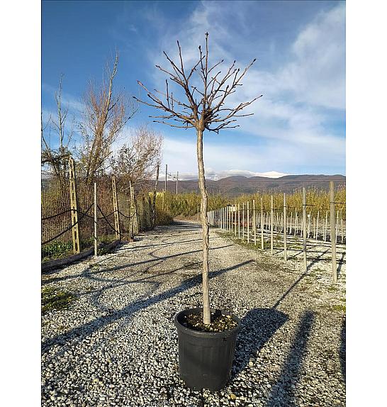 Liquidambar styraciflua Gum Ball C18 Lit. Na Steblu 100 cm; 8/10 cm