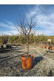 Liquidambar styraciflua Gum Ball C30 Lit. Na Steblu 50 cm;