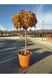 Liquidambar styraciflua Gum Ball C45 Lit. Na Steblu 100 cm; 12/14 cm