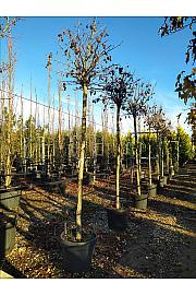Liquidambar Styr. Gum Ball C50 Lit. Na Steblu 200 cm; 14/16 cm (ZEL)