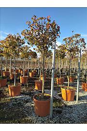 Liquidambar styraciflua Gum Ball C70 Lit. Na Steblu 150 cm; 12/14 cm