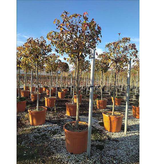 Liquidambar styraciflua Gum Ball C70 Lit. Na Steblu 150 cm; 12/14 cm