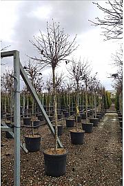 Liquidambar styraciflua Gum Ball C70 Lit. Na Steblu 200 cm; 14/16 cm