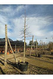 Liquidambar styraciflua C130 Lit. Na Steblu 200 cm; 16/18 cm