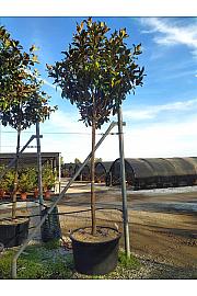 Magnolia gran. Gallisoniensis C150 Lit. Na Steblu 200 cm; 20/25 cm