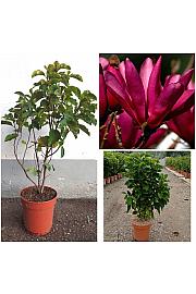 Magnolia X Soul. Susan C10 Lit. 60-80 cm (ZEL)