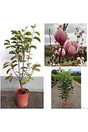 Magnolia X Soulangeana C10 Lit. 60-80 cm (ZEL)
