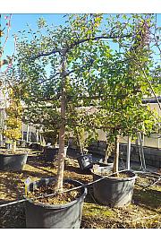 Malus Communis In Cvs C230 Lit. 175-200 cm; Špalir