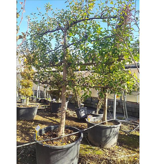 Malus Communis In Cvs C230 Lit. 175-200 cm; Špalir