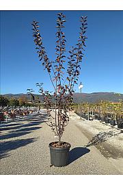 Malus Flor. Coccinella (R) C35 Lit. 175-200 cm (ZEL)