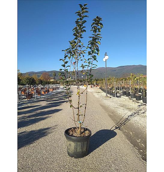 Malus Red Sentinel C35 Lit. 175-200 cm (ZEL)