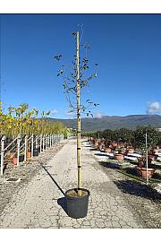 Malus Red Sentinel C45 Lit. Na Steblu 200 cm; 10/12 cm (ZEL)