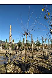 Morus nigra Fruitless C165 Lit. Na Steblu 200 cm; 20/25 cm