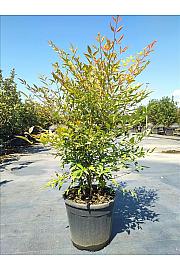 Nandina Domestica C9 Lit. 40-60 cm (ZEL)