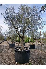Olea europea C1000 Lit. Na Steblu 100 cm; 60/70 cm
