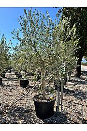 Olea Europea In Cvs C120 Lit. Na Steblu 100 cm; 20/25 cm (ZEL)