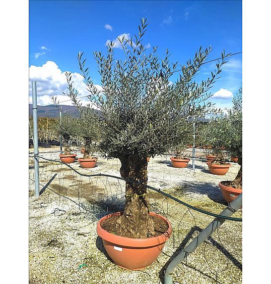 Olea Europea In Cvs C130 Lit. Na Steblu 100 cm; 90/100 cm