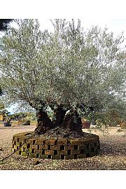 Olea Europea In Cvs C500 Lit. Bonsai ; 130/140 cm