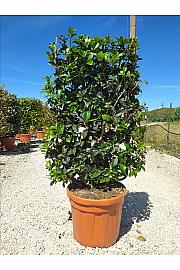 Osmanthus Aquifolium C30 Lit. 80-100 cm; Špalir