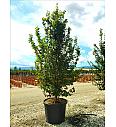 Parrotia Persica C130 Lit. 250-300 cm; Večstebelni (ZEL)
