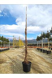 Parthenocissus tric. Veitchii C55 Lit. 300-350 cm