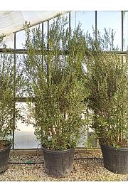 Phillyrea Angustifolia C160 Lit. 250-300 cm