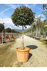 Photinia Serr. Atropurpurea Nana C45 Lit. Na Steblu 100 cm; 8/10 cm; Krošnja 60/80 cm (ZEL)