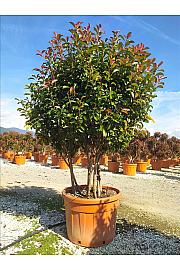 Photinia serrulata Corallo C150 Lit. 175-200 cm