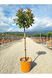 Photinia Serr. Corallo C18 Lit. Na Steblu 100 cm; Krošnja 30/40 cm (ZEL)